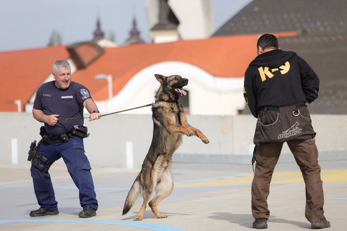 kiképzés, kutya, rendőrség