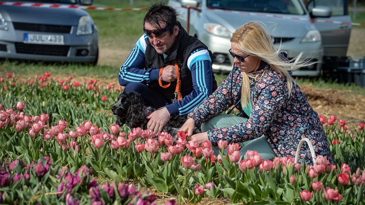 A tulipánszüret Szűcsi határában várhatóan egész áprilisban tart