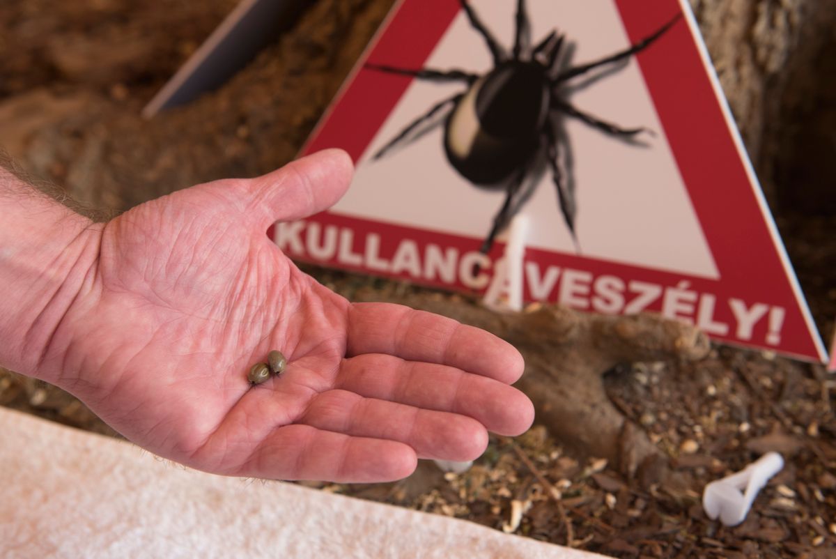 Agyvelőgyulladással is diagnosztizáltak betegeket
