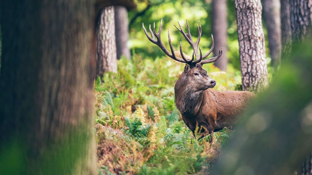 A vadkár miatt kellett hangágyúkat venni, Nagyrédén most senki sem boldog