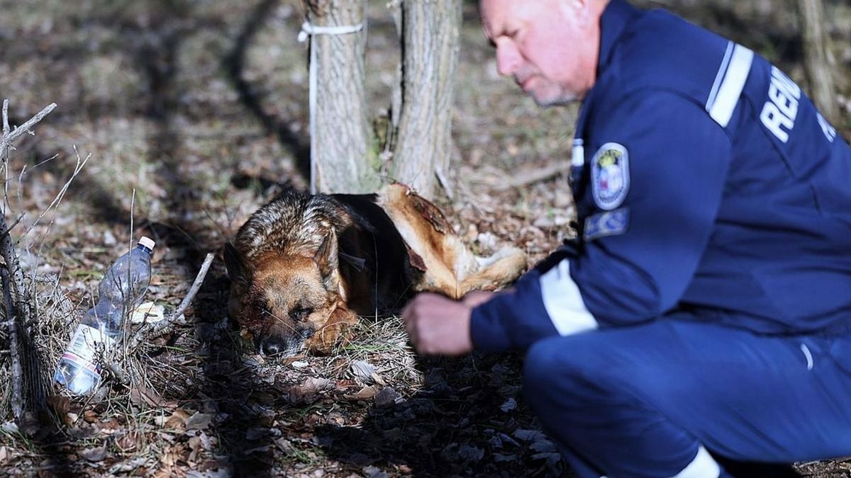 Ítélet született a kegyetlen állatkínzás ügyében – Dolly menedzsere a vádlottak padján!