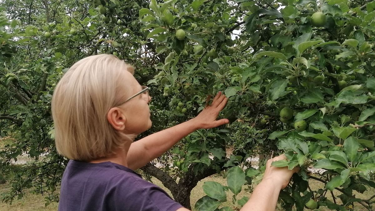 Az alma esetén már érdmes figyelni a lisztharmat tüneteit