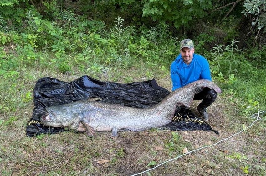 Íme a gigantikus harcsa Fotó: Pecaverzum