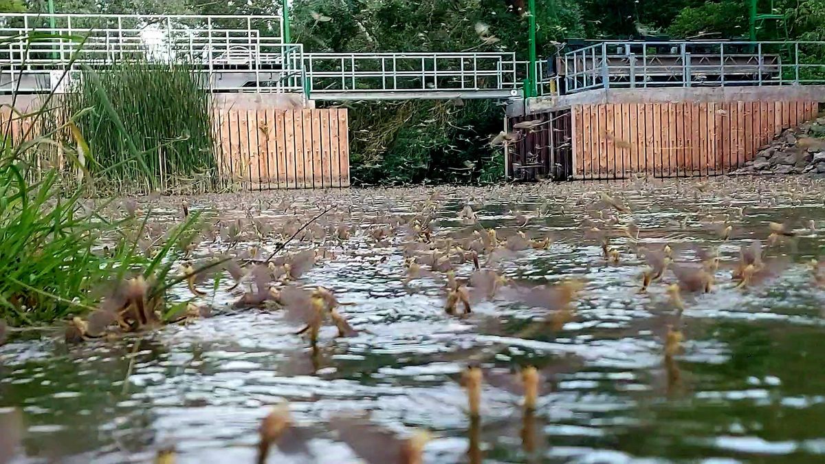 Tiszavirágzás június 17-én Poroszlónál, a Kis-Tisza zsilipjénél