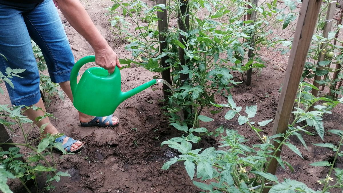 A kerti kártevők ellen fontos, hogy a növényeink "jól érezzék" magukat - a locsolás az első lépés ehhez