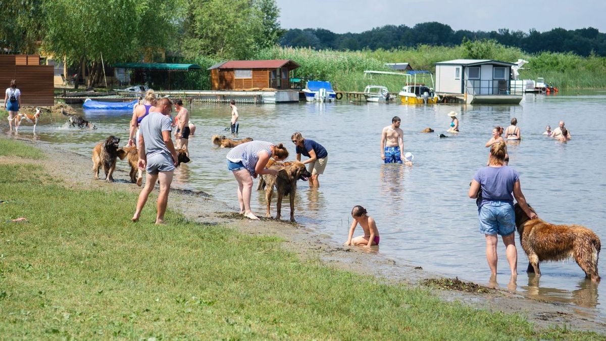 Sok kutyabarát hely van már, de a külföldi úthoz kell a kutyaútlevél Forrás: MW