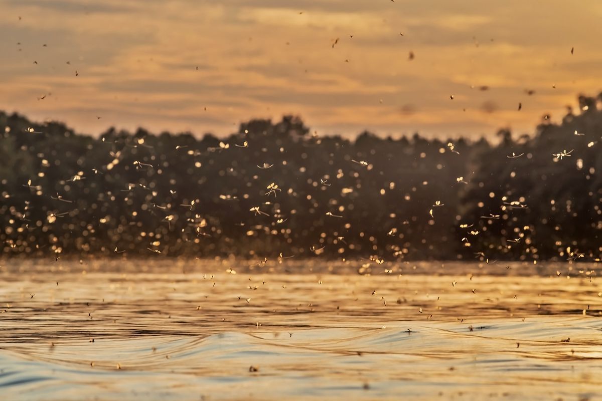 Hamarosan megkezdődik a tiszavirágzás. Kiemelt figyelmet fordít a Tisza-folyó élővilágának védelmére