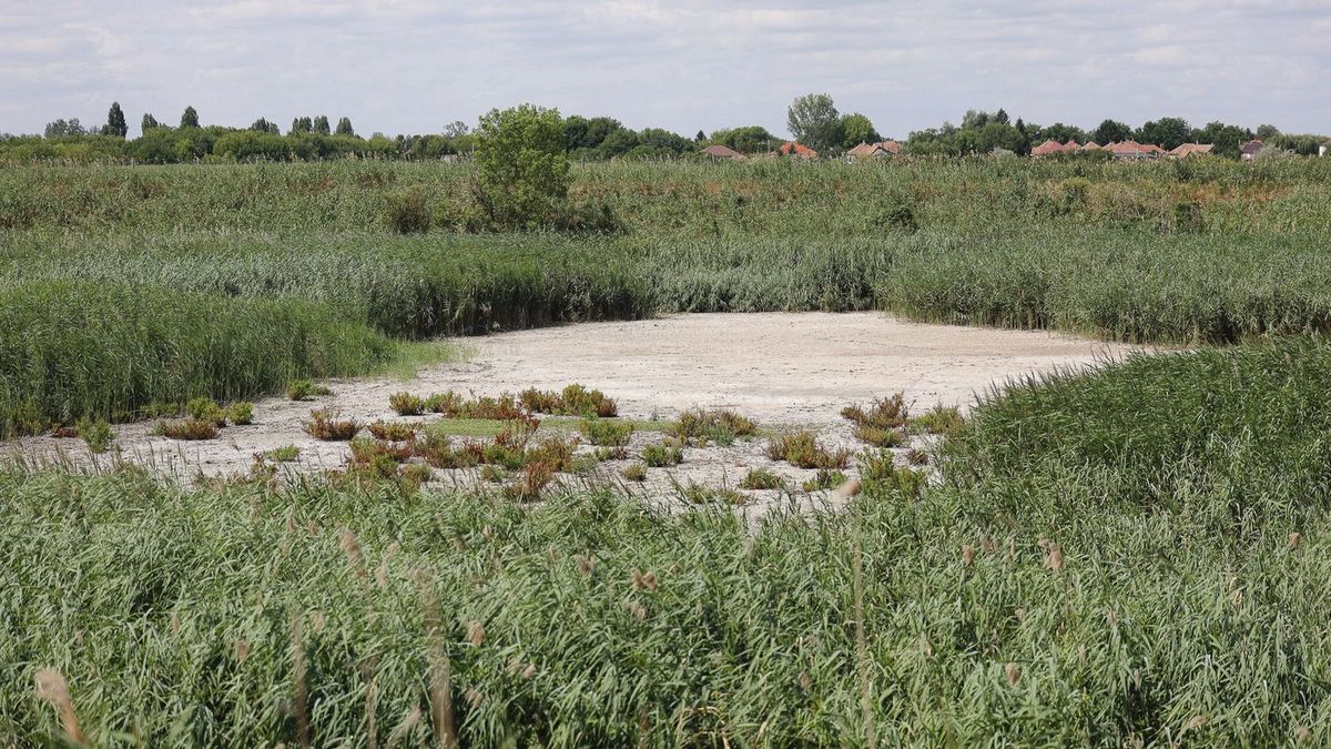 aszály