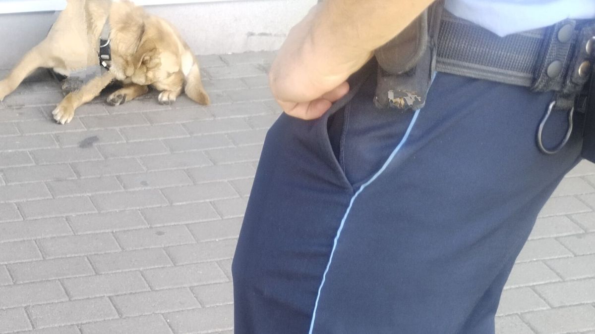 Már az 5. kutyát kobozták el egy kéregetőtől Egerben, egy állatnak nyoma veszett