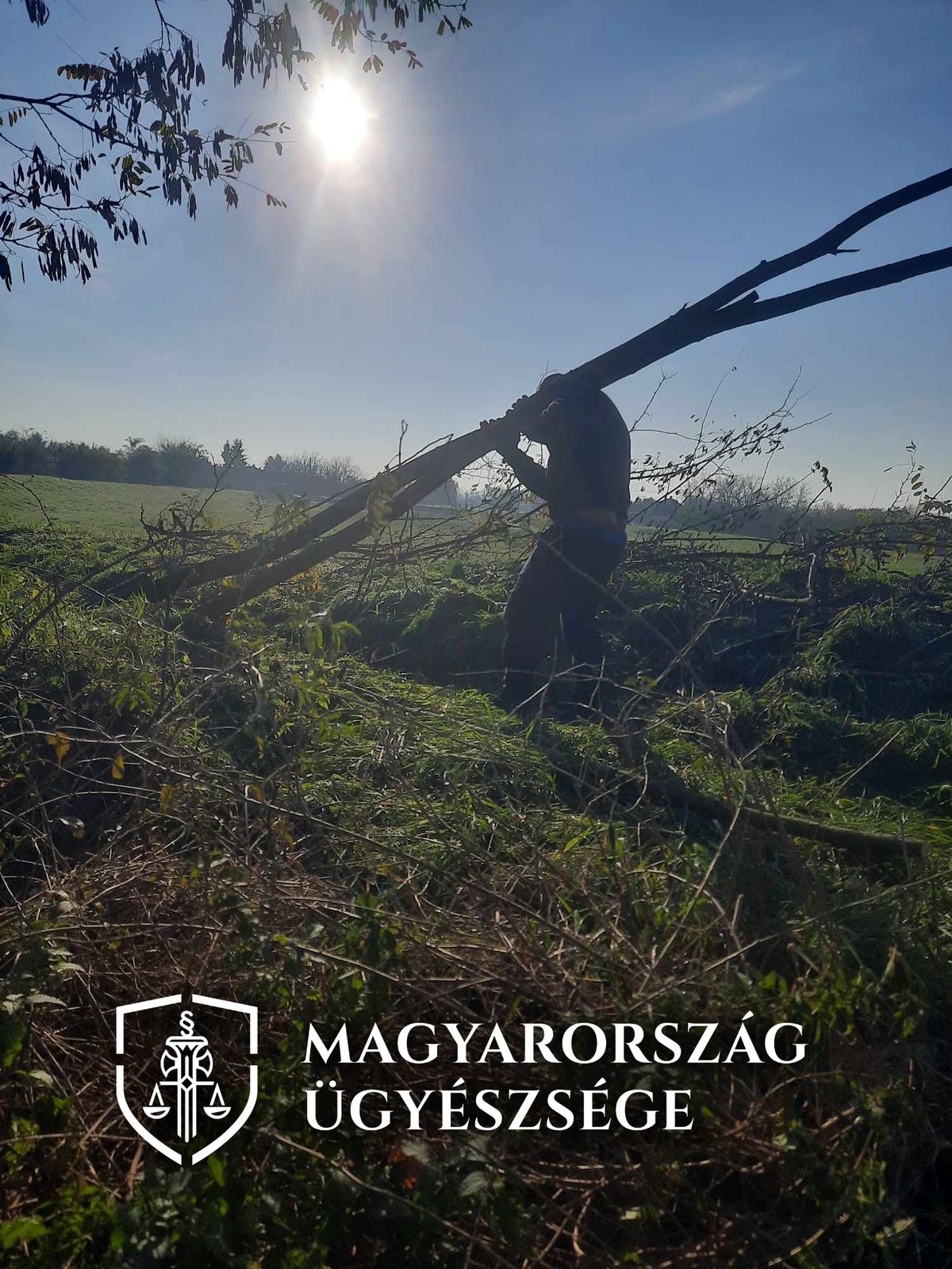 Akácfát lopott, börtön várhat a visszaeső férfira