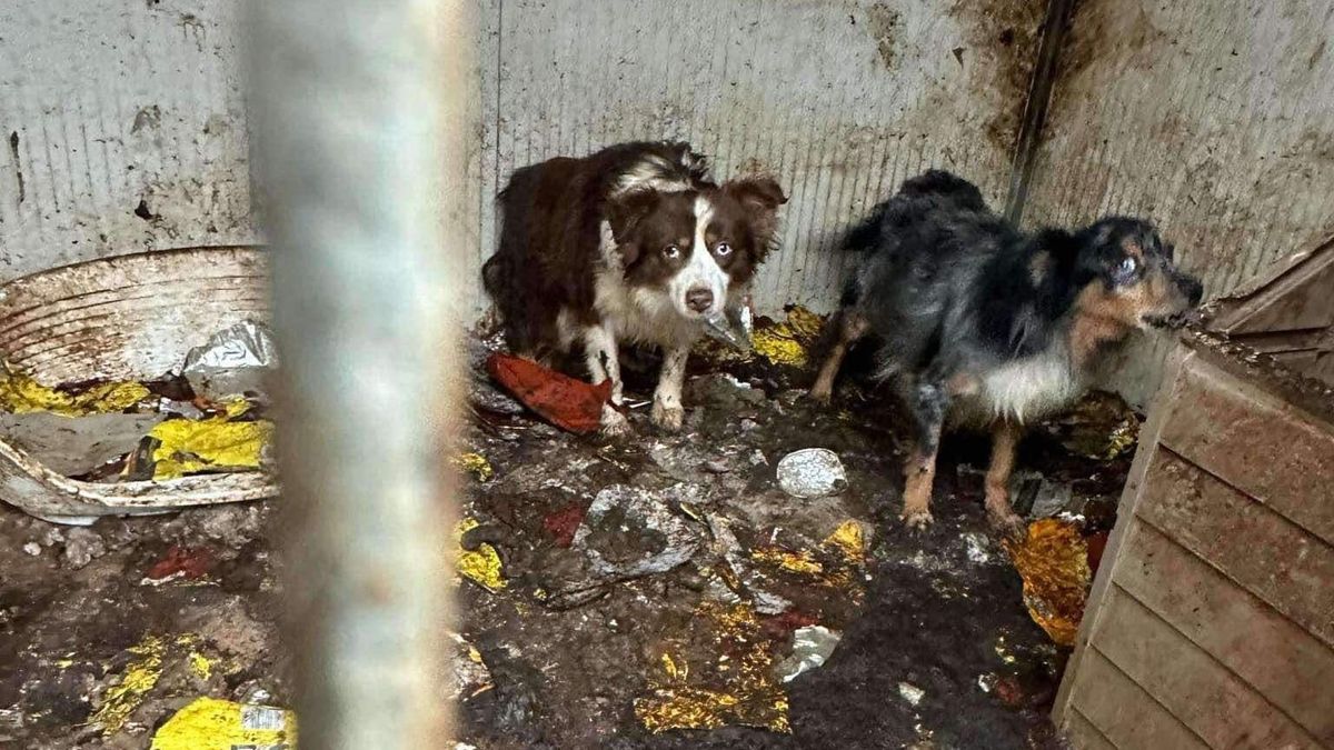 Ilyen körülmények között tartotta az osztrák szaporító a kutyákat Forrás: Szurkól az Állatokért Mozgalom