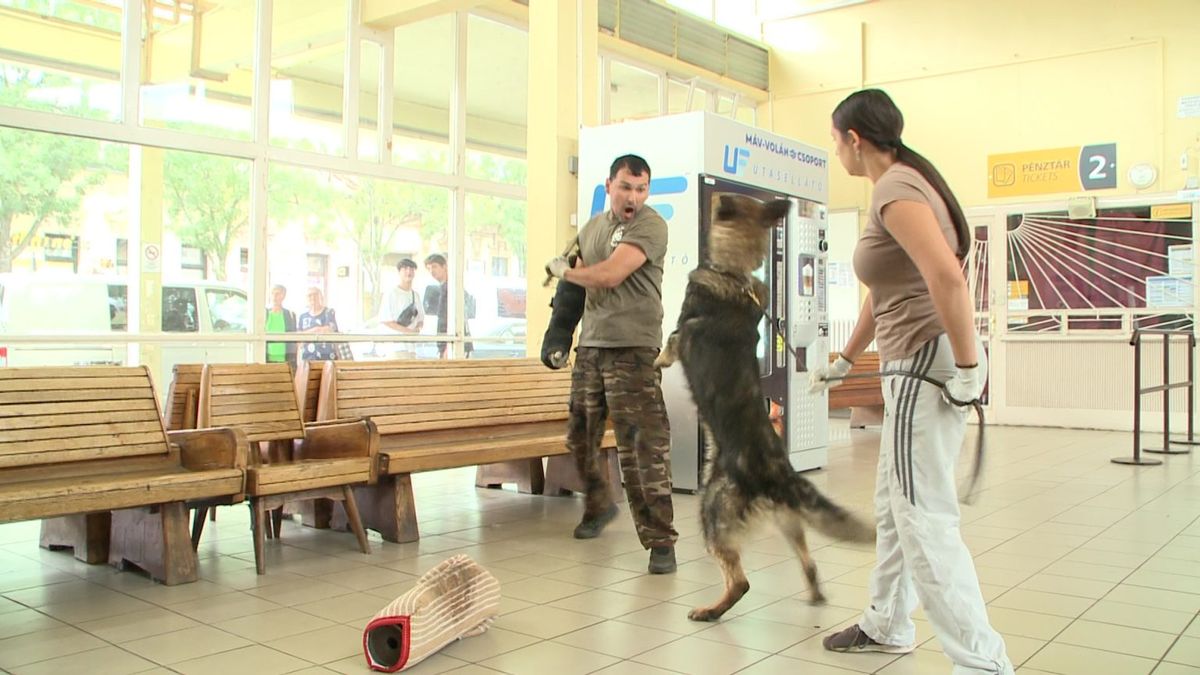 Rendőrkutyák gyakorlatoztak a gyöngyösi buszállomáson