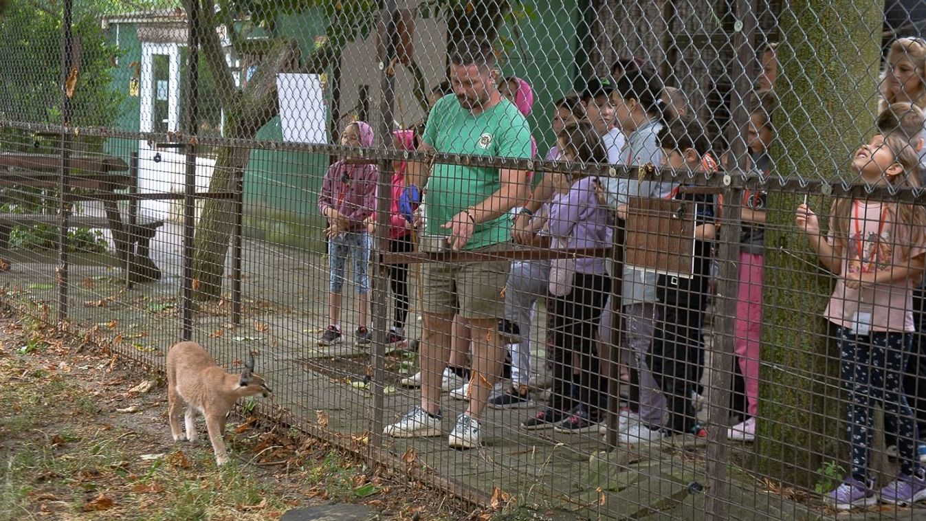 Egy karakán karakál a legállatibb táborban sem ugrál Hevesben