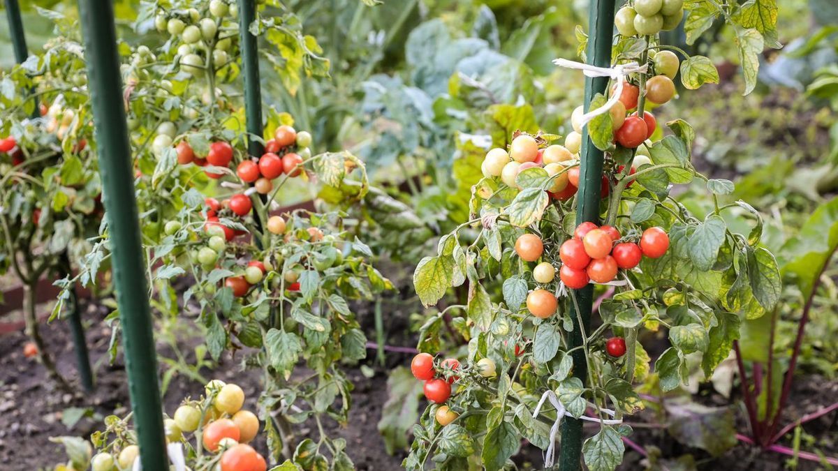 Van, hogy elkezdődik, de megáll az érés Fotó: MW