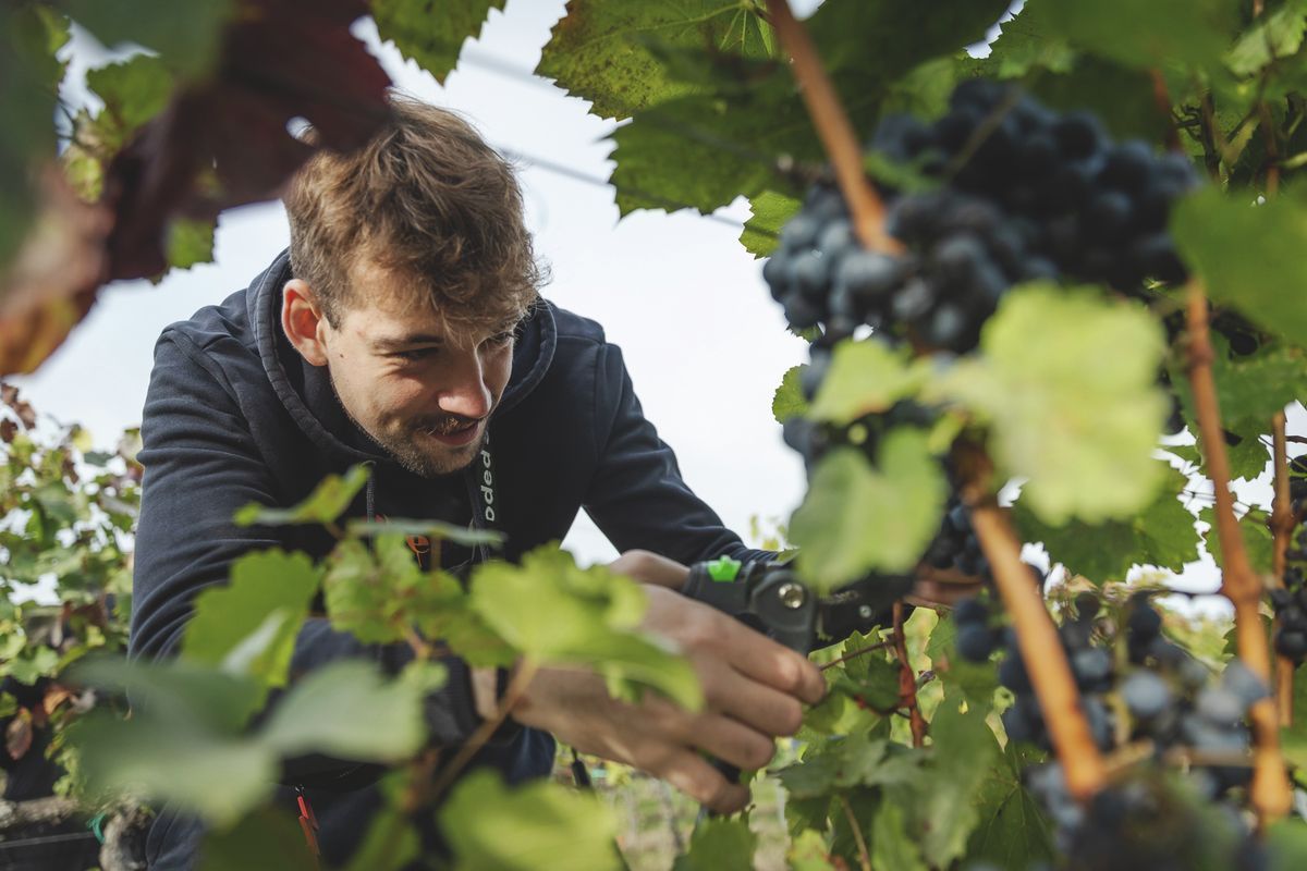 Október közepére véget érhet a szüret