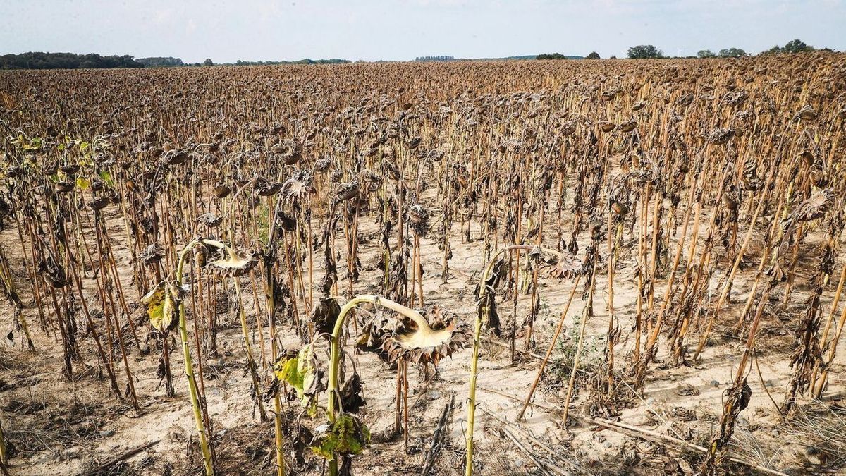 A hevesi gazdák előtt is sötét jövő áll, ha nem szállnak szembe az aszállyal
