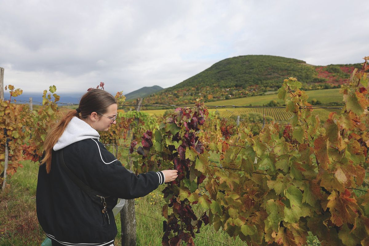 Az aranyszínű sárgaság miatt az Egri és a Mátrai Borvidéken is szemlecsoportok alakultak és mintát vesznek a gyanús tőkékről.