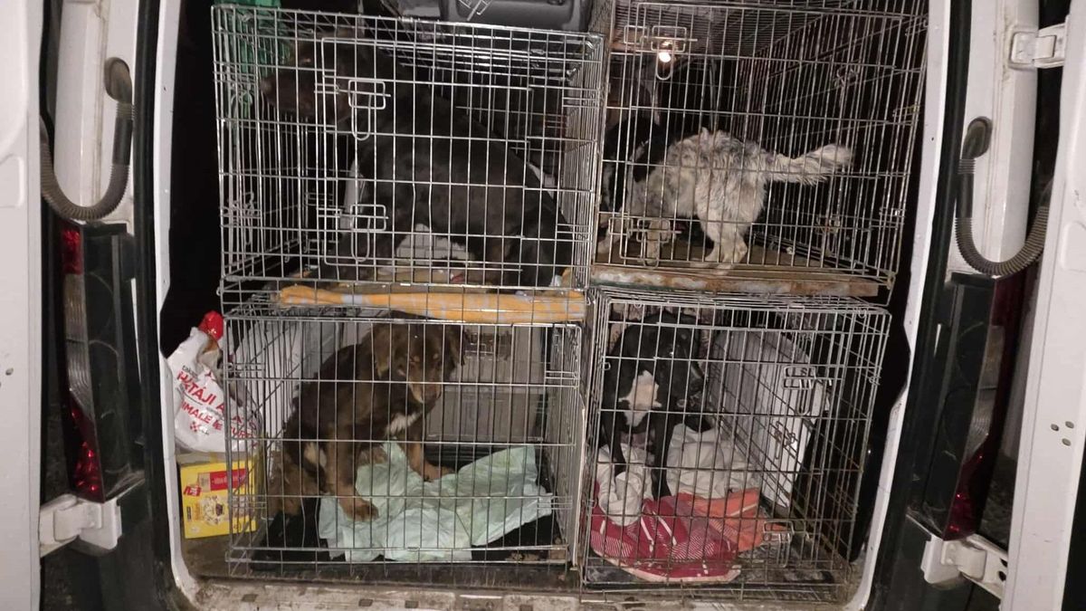Az állatvédők elvitték az állatkínzás helyszínéről a kutyák egy részét már Fotó: Eszkuláp Állatvédő Egyesület