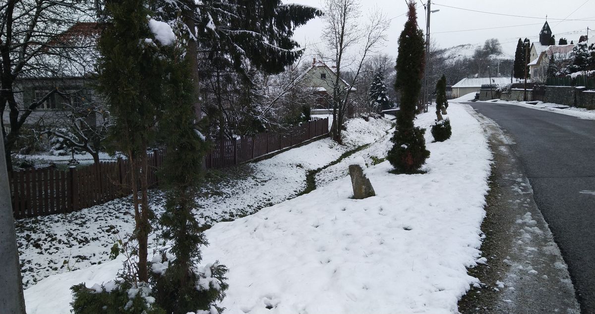 Furán megrágott tuják Bükkszentmárton főutcáján