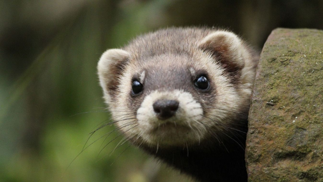 A rejtélyes állat, amiről eddig keveset hallottunk, most komoly ismertségre...