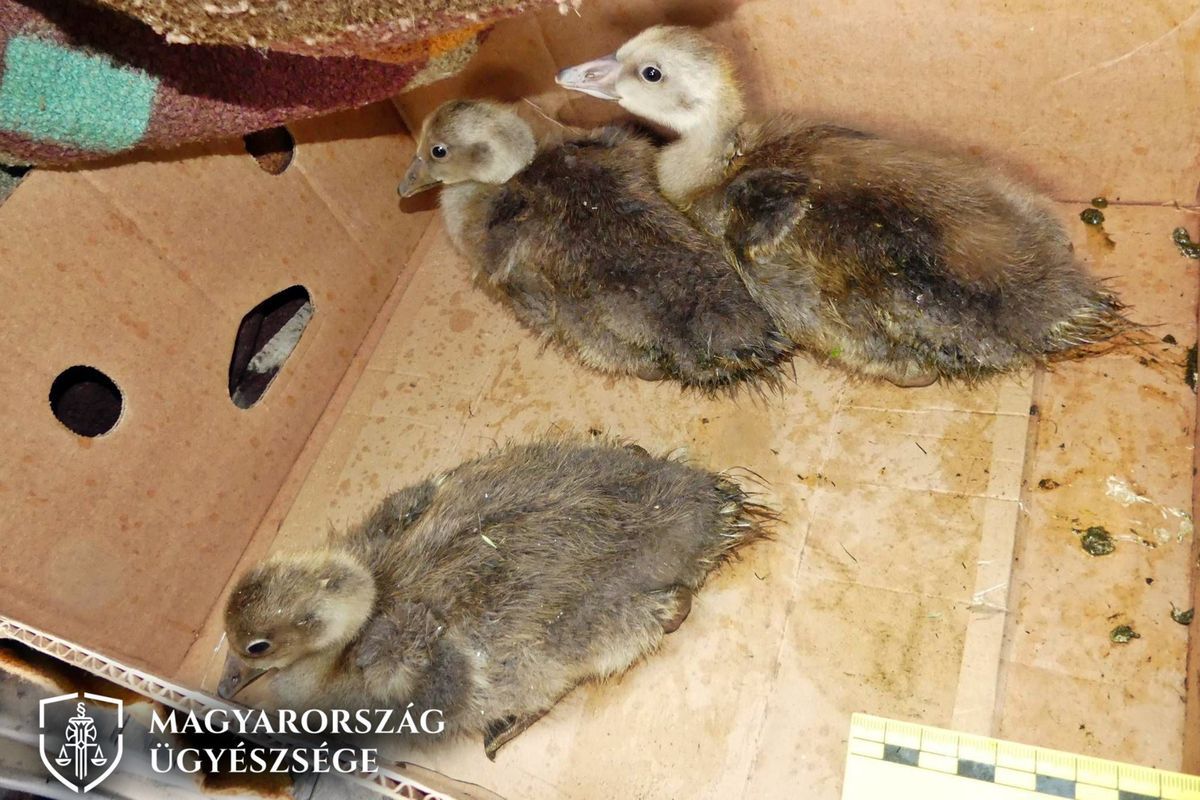 Az orvvadászat bűncselekmény