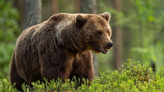 Medve jár a hevesi határnál - erre figyelmeztet most a Bükki Nemzeti Park
