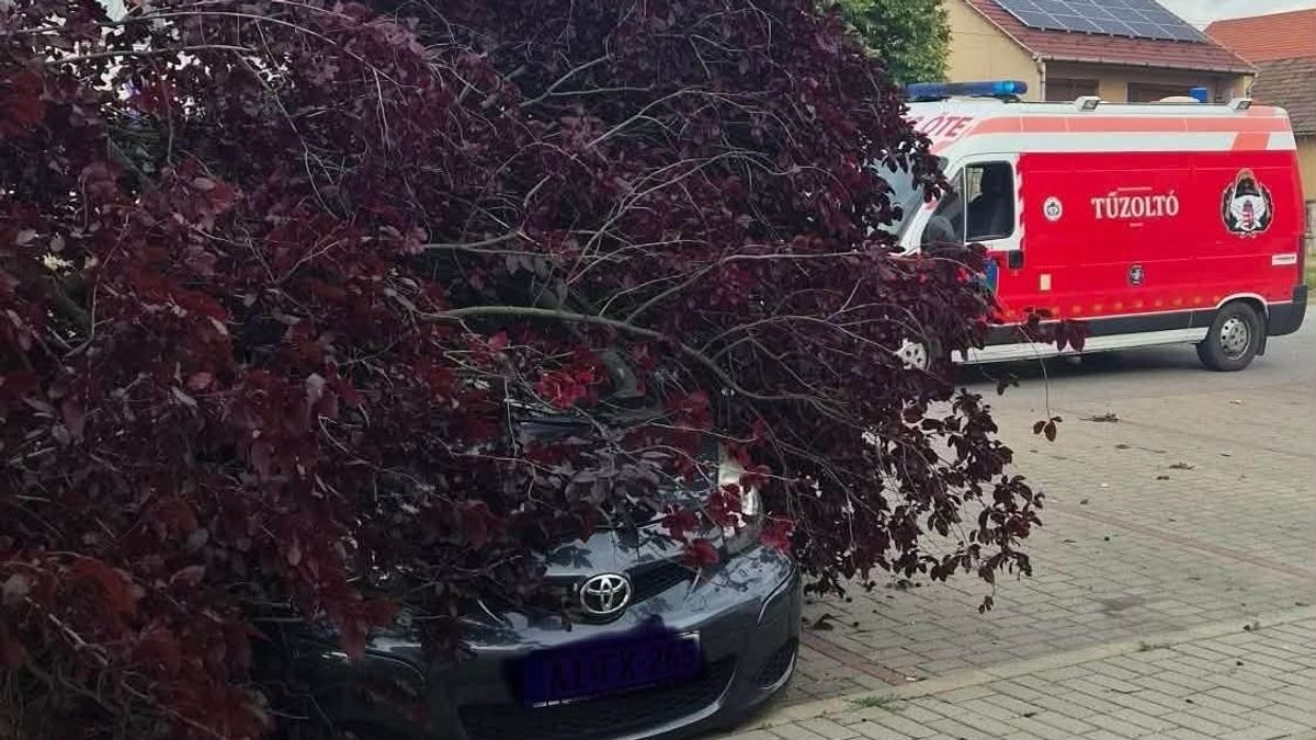 Faágak temettek maguk alá két parkoló autót, a tűzoltók szabadították ki őket