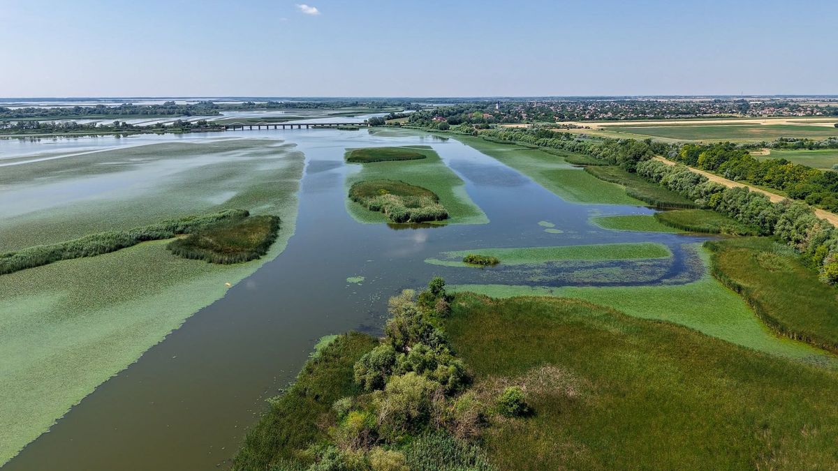 Elszabadult a zöld pokol a Tisza-tavon: gigantikus területen volt szükség kiemelt beavatkozásra – fotók