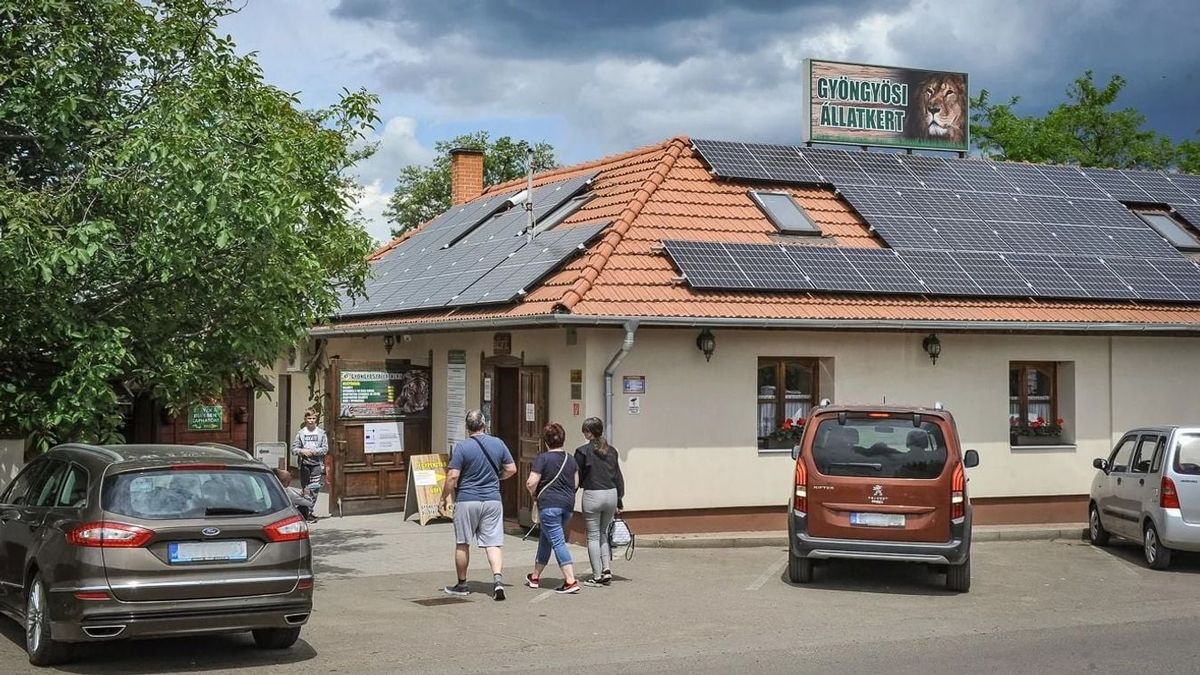 Ilyen cukit ma meg nem láttál: ilyen az újszülött gyöngyösi törpevidra