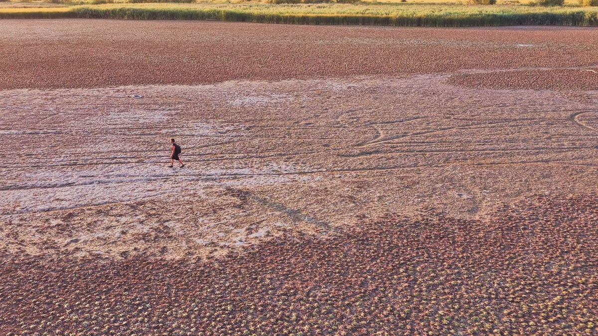 Soha nem látott arcát mutatja a Tisza-tó: hatalmas területek kerültek szárazra