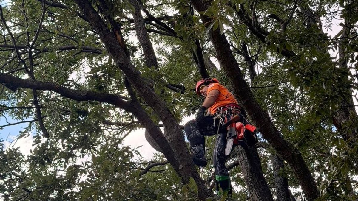 Fa tetején rekedt egy siklóernyős a Mátrában – órákig tartott a mentés