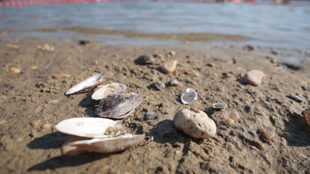 Nem minden kagyló kerülhet a zsebünkbe: ezt kockáztatjuk, ha a Tiszából gyűjtünk szuvenírt