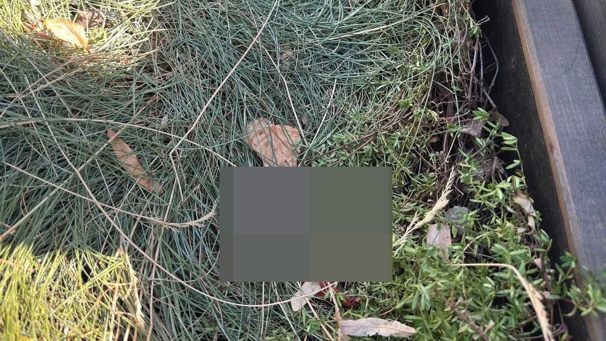 Hihetetlen, mit találtak az egri fagyizó virágládájában – a kommentek mindent vittek
