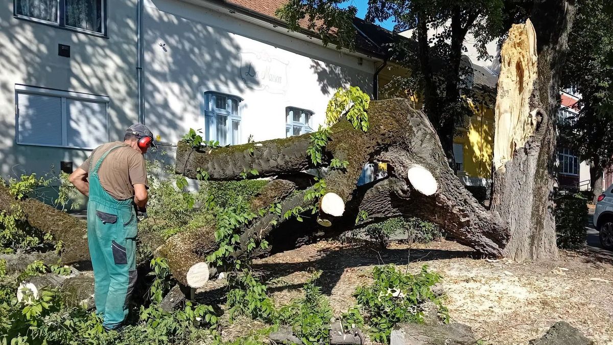 Veszélyes fa miatt kellett beavatkozni Egerben – mutatjuk, hol dolgoztak