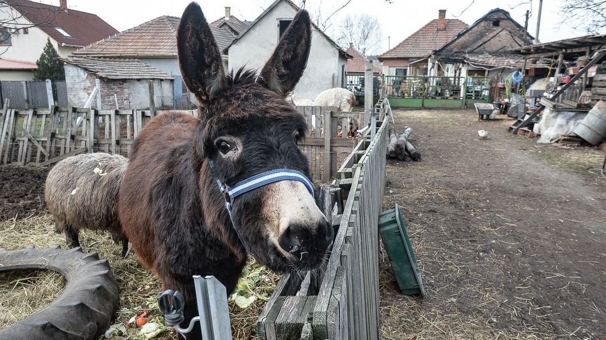 Rejtélyes tűz pusztított a hevesi község határában, nagy kár sújtotta a menhelyet is