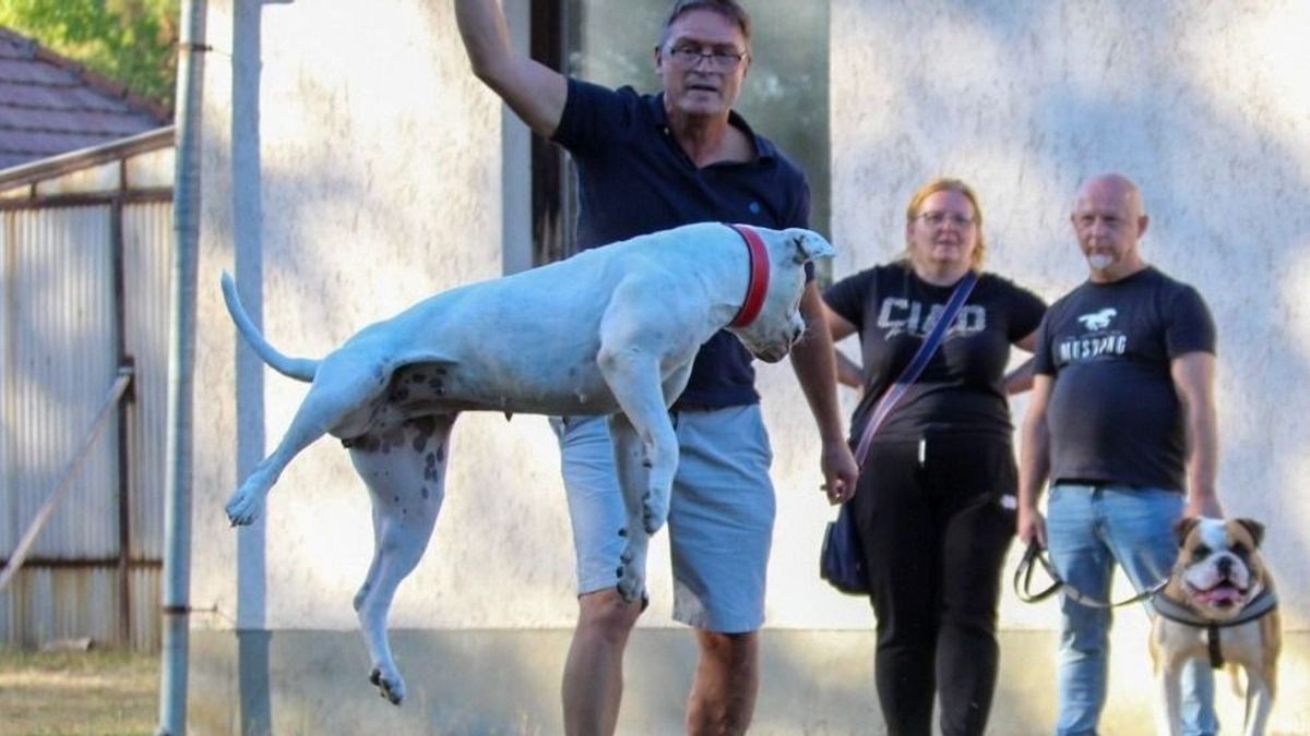 Cuki bulldogok vették birtokba a bükkszéki tábort – fotókon a találkozó