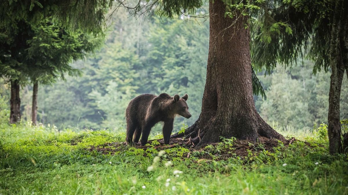 Most akkor medve volt Eger határában, vagy valami más? – Megszületett a hivatalos válasz