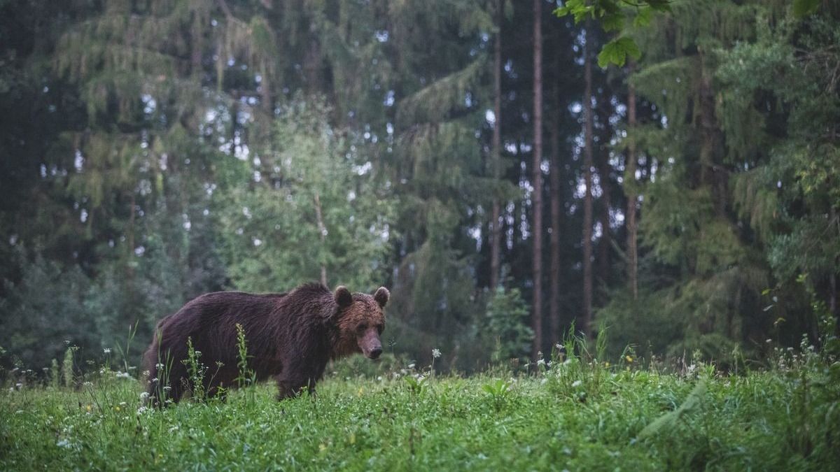 Ismét medve bukkant fel Hevesben - mutatjuk, hol látták
