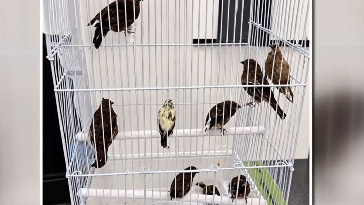 21 élő madarat próbáltak becsempészni a ruhájuk alatt a reptéren, két utast is lebuktattak