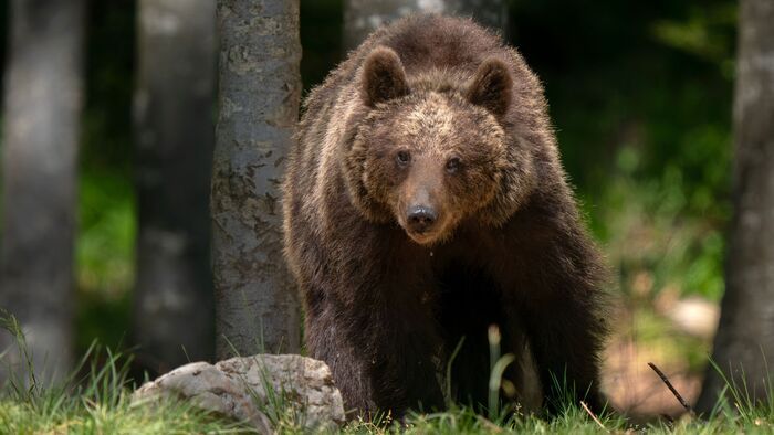 Megint medvék kódorognak Magyarországon, még az Alföldön is szembejöhetnek velünk + videó