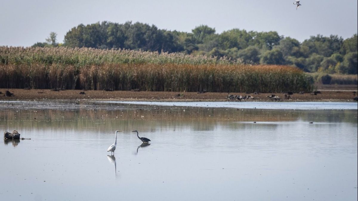 Ezt látnod kell! Elképesztő formákat rajzolt a természet a Tisza-tó kiszáradt medrében – fotók