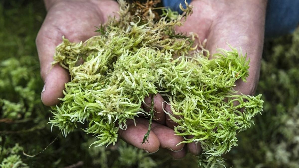 Ki vesz meg fél tonna mohát? Meglepő, mire használják az erdők lopott kincsét