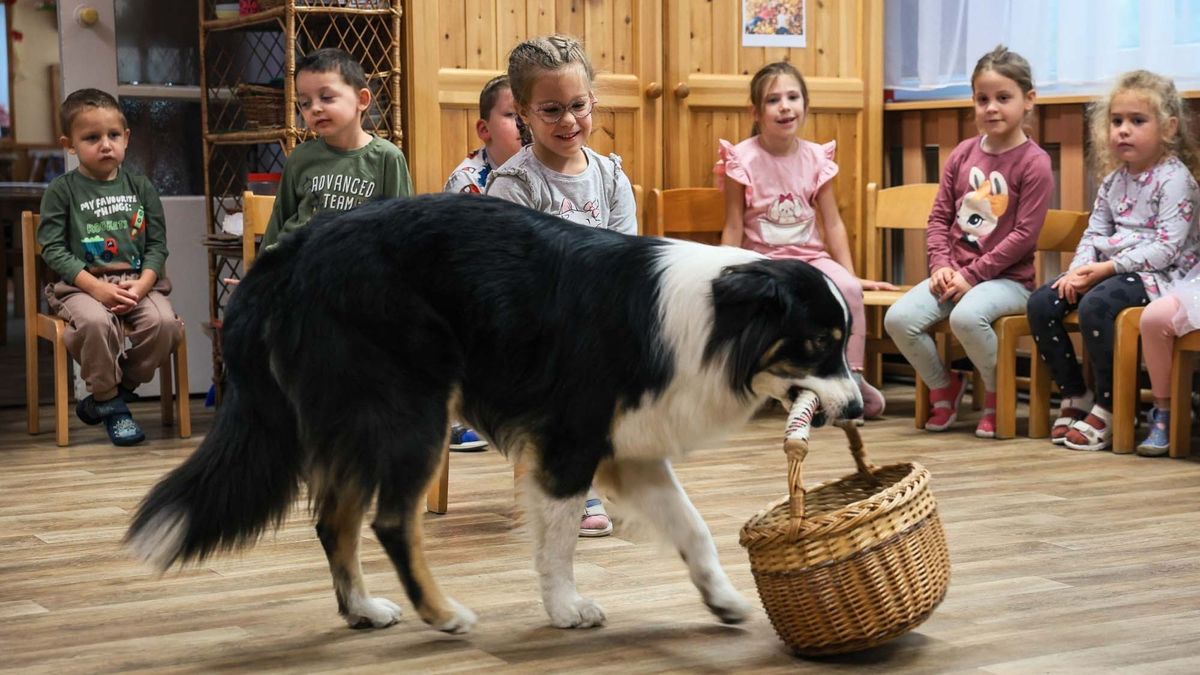 Panda, Simi és Vidra okozott vidámságot az egri ovisoknak + fotók, videó